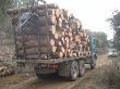 Transport de fusta de pi per a indústria. Desembre 2011