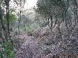 Treballs de millora forestal en alzinar procedent de regeneració natural després d’un incendi forestal. Març 2014
