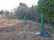 Plantació de cirerers i altres planifolis en el límit entre els espais oberts i el torrent per augmentar la biodiversitat arbòria. Febrer 2014