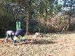 Plantació de cirerers i altres planifolis amb protectors per a la fauna silvestre i els ramats d’ovelles i cabres. Febrer 2014