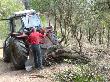 Desembosc de llenya procedent de l’aclarida de millora del bosc mixt de pi pinyer i alzina. Març 2014