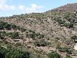 Estat final de la zona adevesada i del camp d’oliveres després de realitzar els treballs de millora. Març 2014