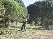Estassada manual amb motodesbrossadora en la recuperació i millora de zones adevesades. Juny 2013