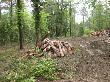 Pila de fusta procedent de l’aclarida de millora del bosc, on s’han tallat arbres de diàmetres petits destinats a estella forestal. Juny 2013