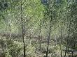 Estat final de la pineda després de l’aclarida de millora, amb la tallada d’arbres sobrants. Febrer 2014