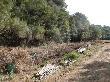 Tallada perimetral del bosc que ha invaït les pastures per tal d’obrir-les. Octubre 2014 