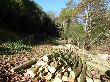 Tallada de la plantació de plàtans situada entre la pastura i el bosc de ribera. Octubre 2014