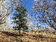 Treballs de millora forestal al voltant de peus d’avet per a potenciar el vigor i la regeneració de l’avetosa. Novembre 2015