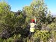 Operari forestal realitzant treballs de poda en els pins (setembre 2017)