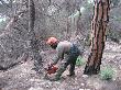 Peó forestal tallant la fusta cremada. Octubre 2007