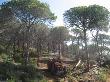 Treballs d’aclarida i desembosc dels arbres tallats. Abril 2010