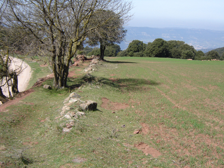 Noves pastures al Pla de la Calma. Maig 2006