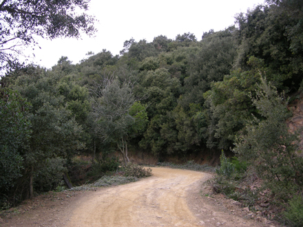 Pista bàsica de prevenció d’incendis on es planifica la realització d’una franja de prevenció d’incendis. Desembre 2005