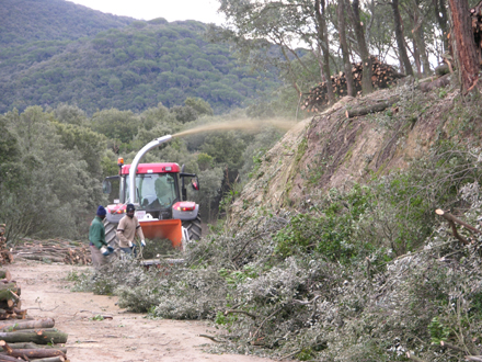 Eliminació de restes vegetals de les actuacions. Gener 2006