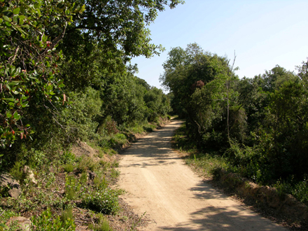 Pista bàsica de prevenció d’incendis on es planifica la realització d’una franja de prevenció d’incendis. Desembre 2005