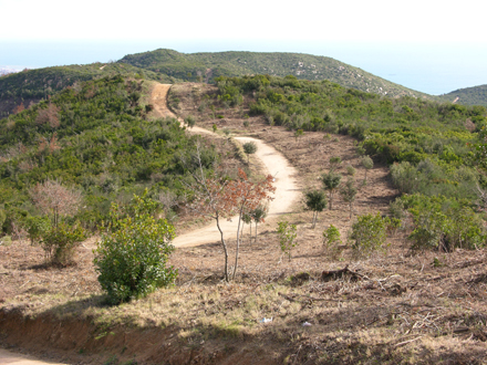 Estat final de la franja de prevenció d’incendis de La Coscollada. Gener 2006