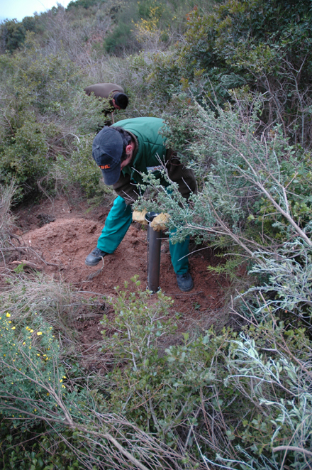 Plantació manual. Febrer 2006