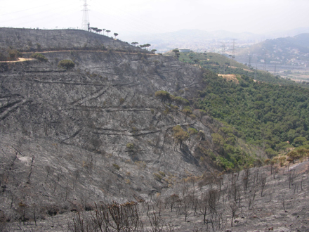 Estat de la zona cremada just després de l’incendi. Juliol 2006