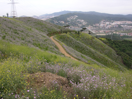 Estat de la zona cremada la primavera següent de realitzar els treballs. Maig 2007