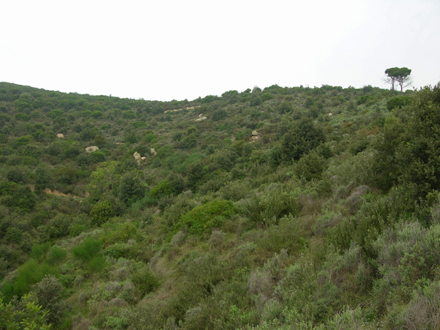 Zona afectada per l’incendi de 1994 amb bona regeneració de roure i alzina. Gener 2006