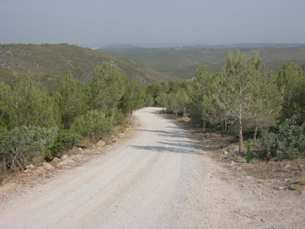 Secció de servei en zones de regeneració de pi blanc. Juliol 2006