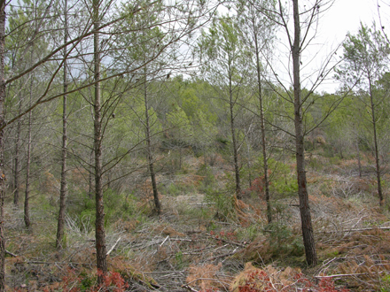 Estat de les zones treballades després de l’aclarida. Desembre 2005