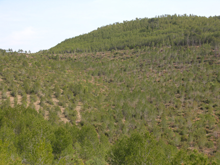 Visió general de la zona treballada i diferència respecte a àrees no tractades. Maig 2006