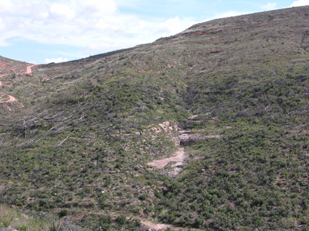 Estat de la zona cremada l’estiu de 2003. Desembre 2005