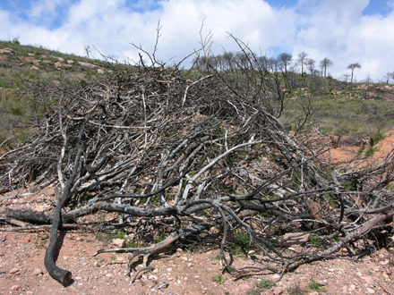 Retirada de la fusta cremada per fer-ne la trituració. Desembre 2005