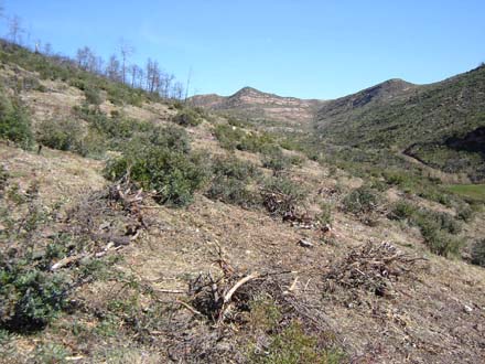 Realització de cordons vegetals amb les restes de tala de la fusta cremada. Març 2006