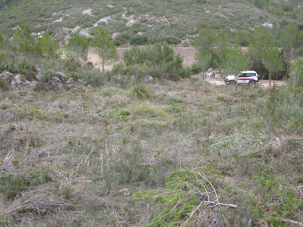 Antigues feixes de conreu abans dels treballs. Febrer 2008