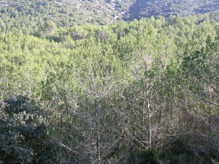 Bosc de regeneració natural de pi blanc de 25 anys. Novembre 2006