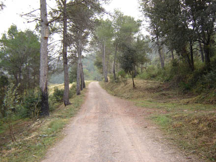 Realització de franges de prevenció d’incendis a les pistes principals. Novembre 2007