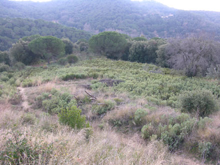 Feixes de conreu abandonades abans dels treballs. Febrer 2008