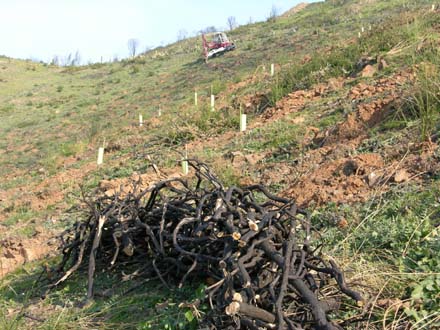 Estat final de les zones reforestades. Gener 2007