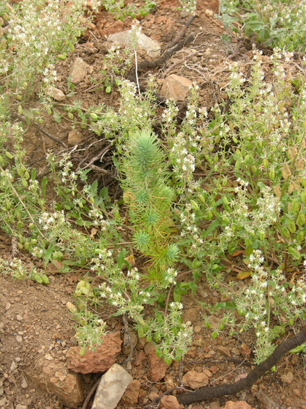 Planter de pi pinyoner quatre mesos després de la plantació. Maig 2007