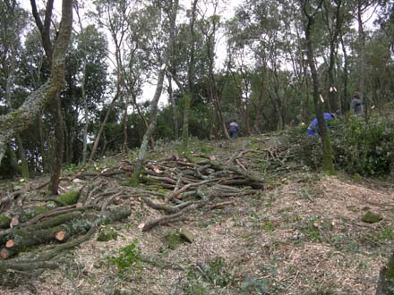 Treballs d’estassada de matoll. Gener 2007