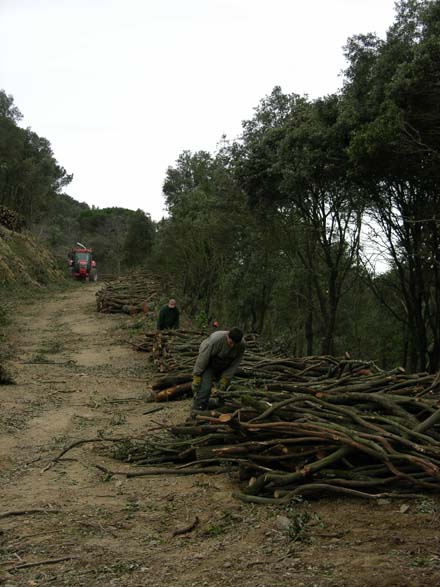 Apilat de llenya d’alzina al costat del camí per a l’extracció amb camió. Gener 2007