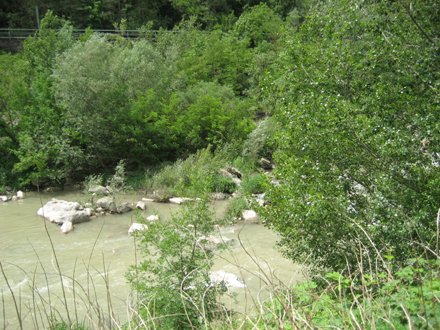 Visió general del bosc de ribera del tram del riu Ter. Juny 2007