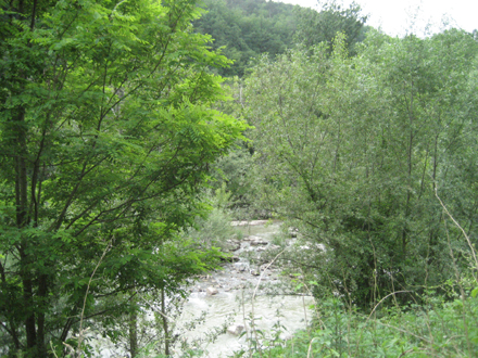 Visió general del bosc de ribera del tram del riu Ter. Juny 2007