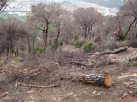 Primera fase del treball: tala d'arbres cremats de pi pinyoner. Octubre 2007