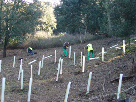 Reforestació manual d’alzina surera. Febrer 2008