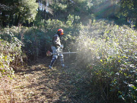 Estassada manual de matoll prèvia a la reforestació. Febrer 2008